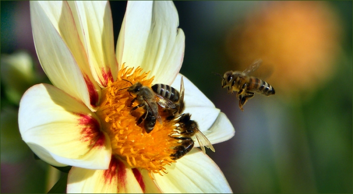 Vier Bienen
