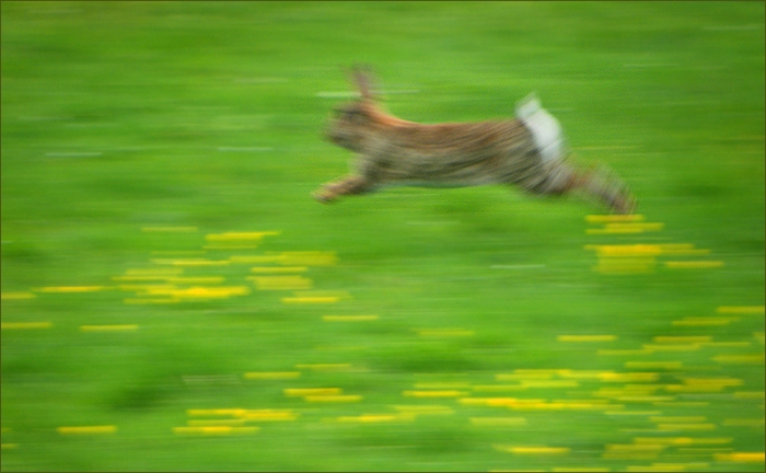 Flüchtendes Wildkaninchen