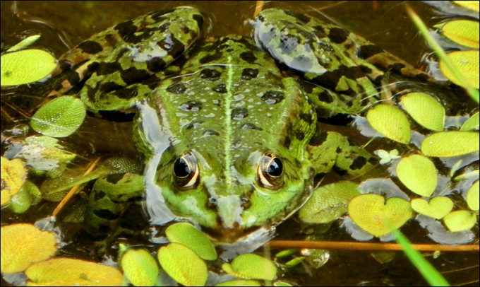 froschgesicht