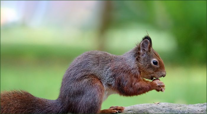Eichhörnchen mit einer Nuss