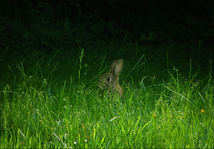 Wildkaninchen im Gras