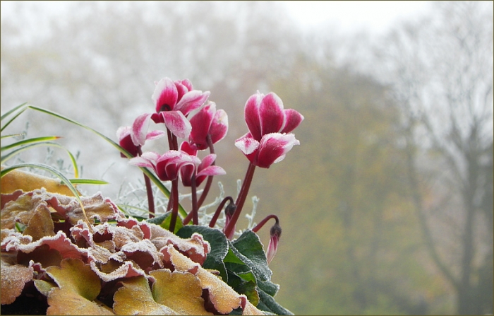Alpenveilchen mit Raureif