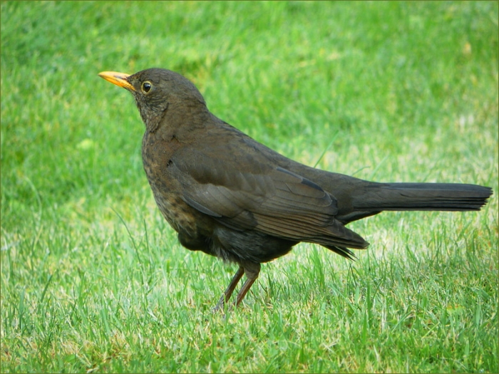 Amsel