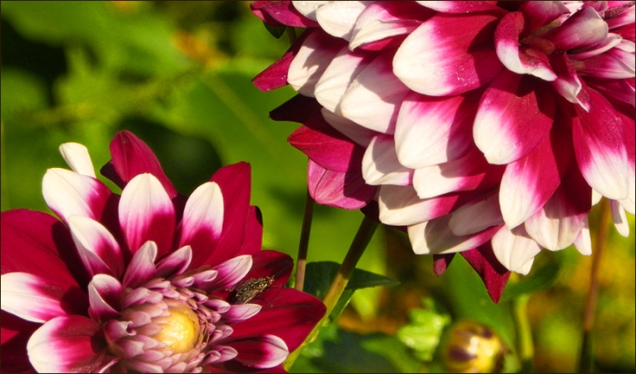 Dahlien