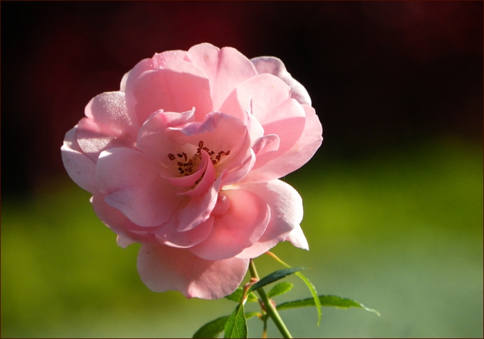 Rose