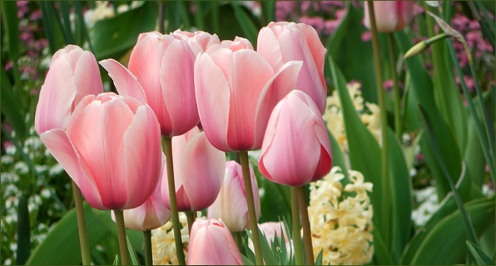 Tulpen