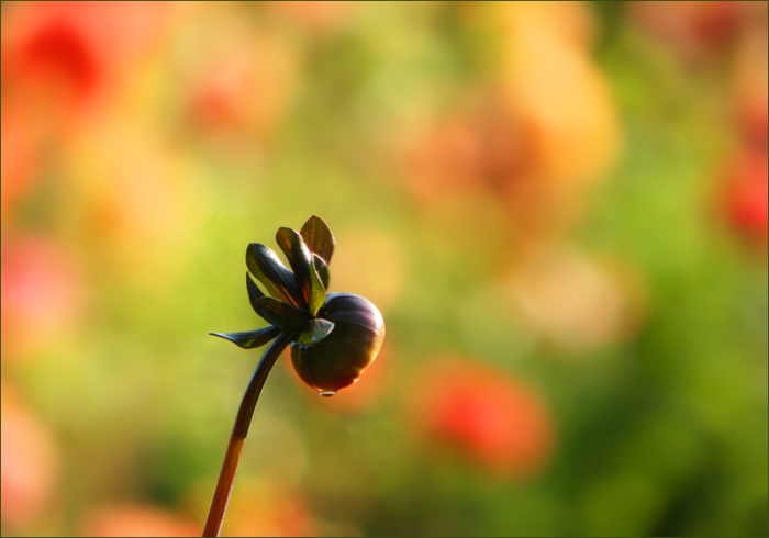 Dahlienknospe