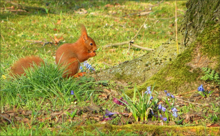 Eichhörnchen auf der Frühlingswiese