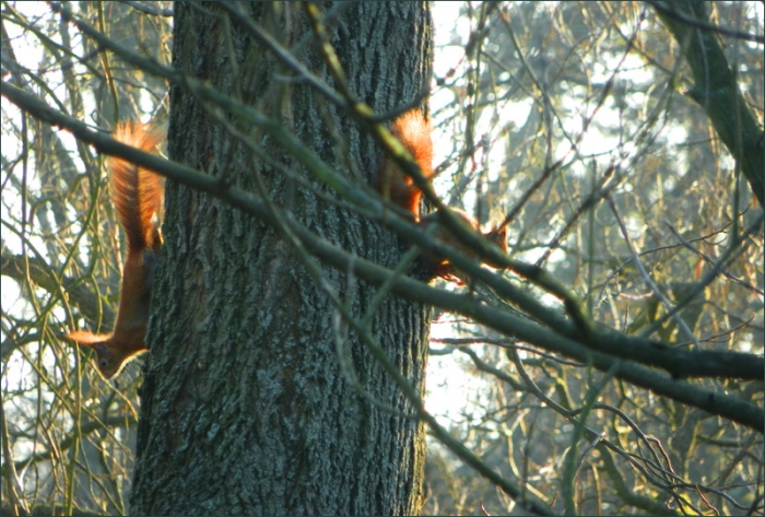 Zwei Eichhörnchen