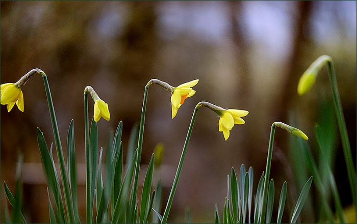 Narzissen im März