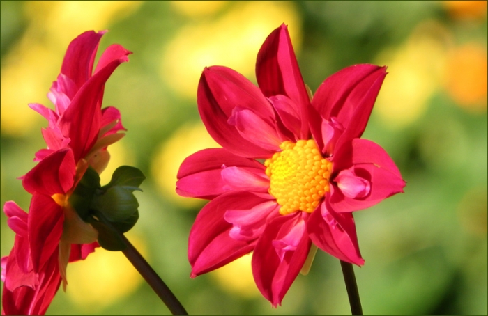 Dahlien