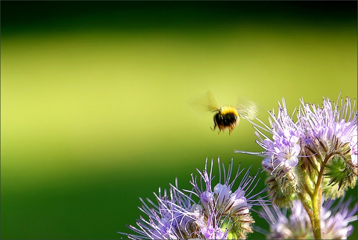 Hummel im Anflug