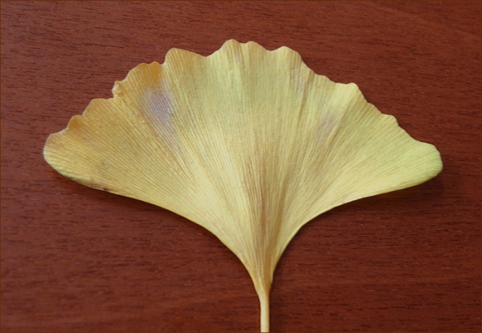 Ginkgoblatt