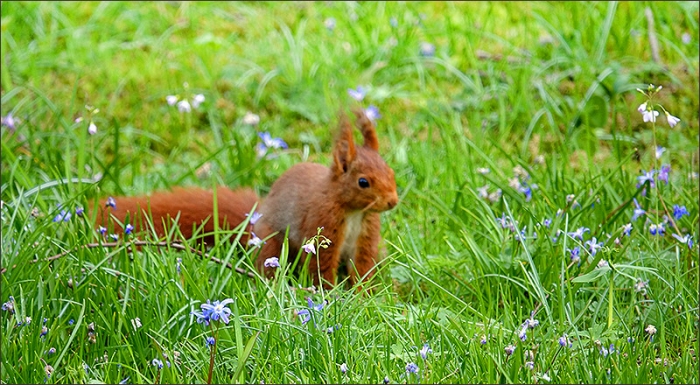 Eichhörnchen in der Frühlingswiese