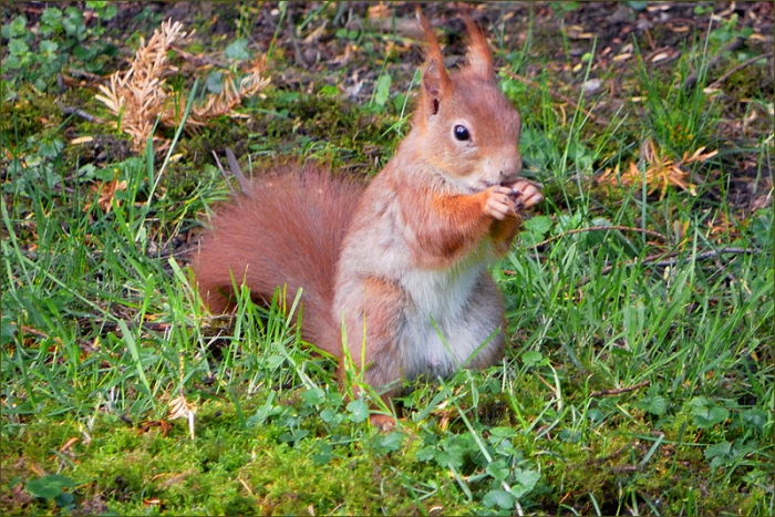 Junges Eichhörnchen