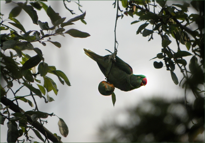 Papagei und ein Apfel