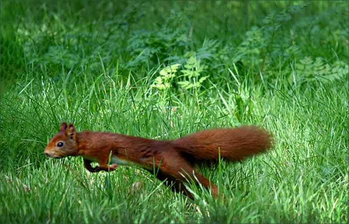 Eichhörnchen im Sprung