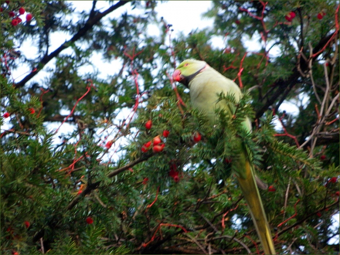 Papagei im Eibenbaum