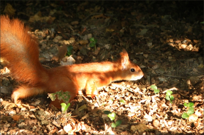 Eichhörnchen