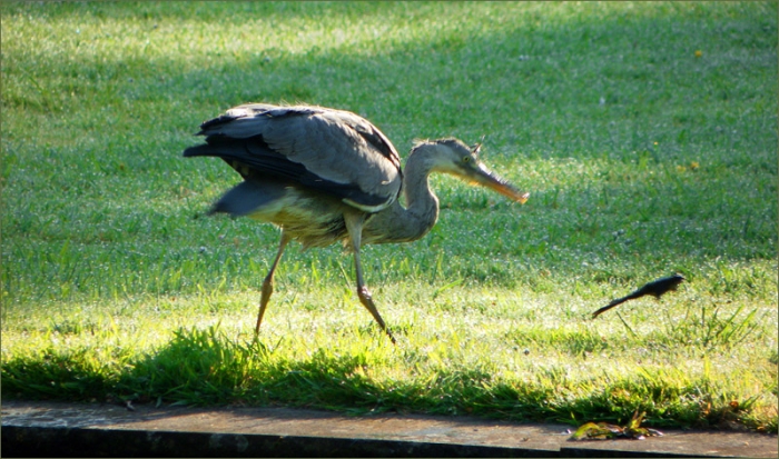 Ein Frosch springt um sein Leben