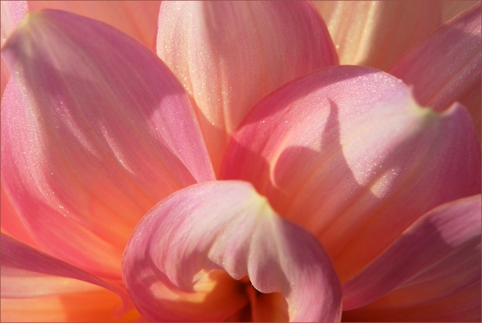 Dahlienblüte
