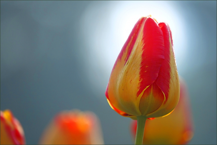 Tulpe im Morgennebel