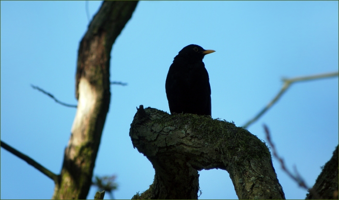 Amsel
