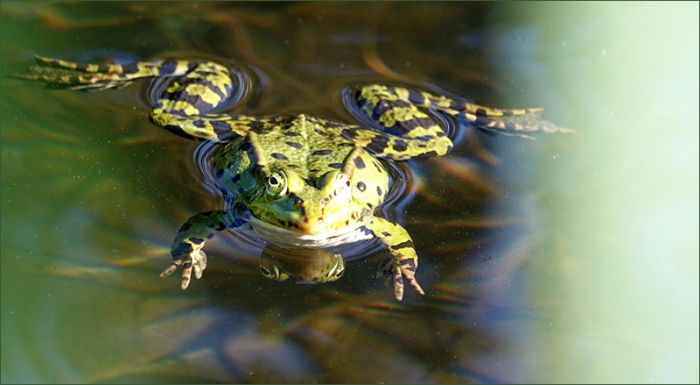 Wasserfrosch