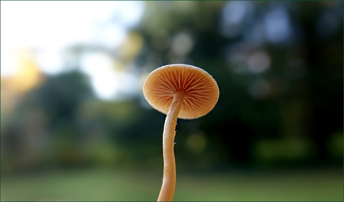 Pilz im Oktober