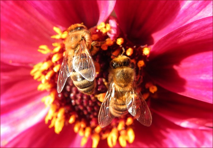 Zwei Bienen