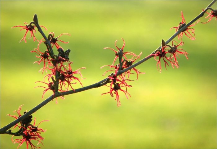 Blüten der Zaubernuss