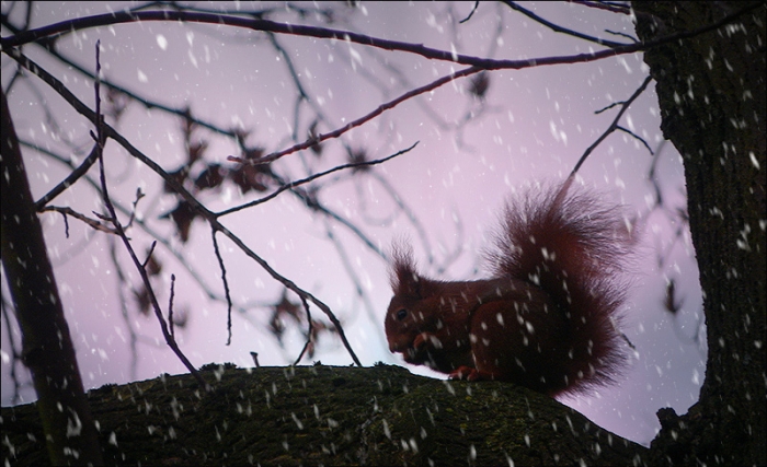 Eichhörnchen beim Schneefall im Januar