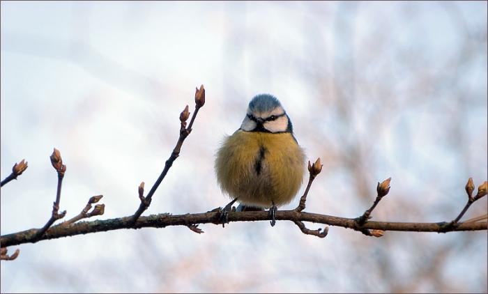 Blaumeise auf einem Zweig