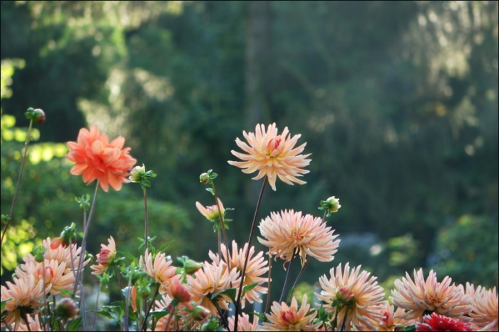 Dahlien