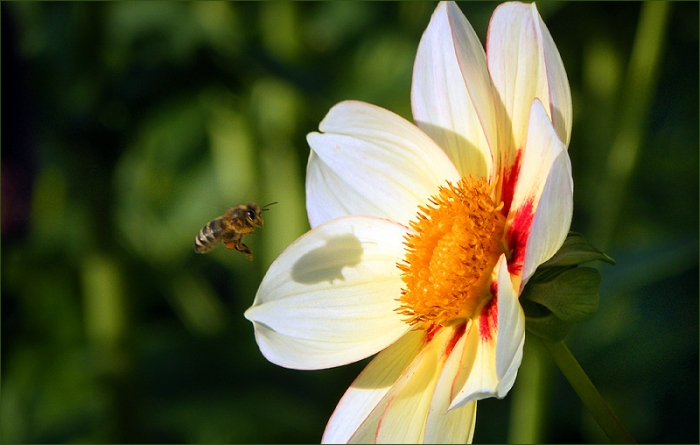 Dahlie und Biene im Anflug