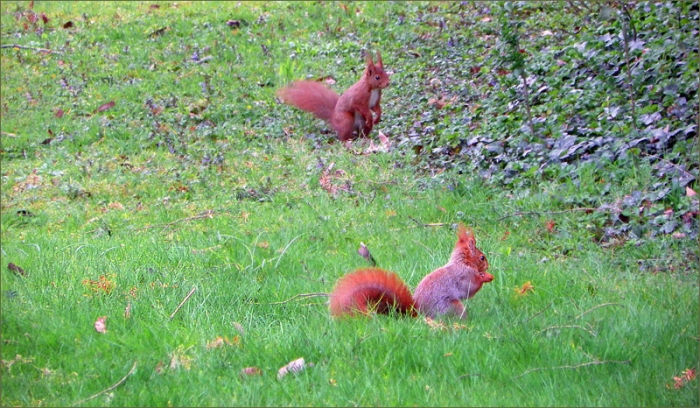 Zwei Eichhörnchen auf der Wiese