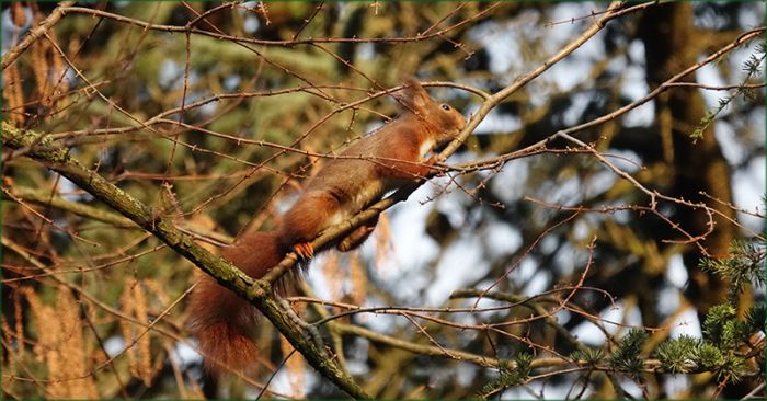 Eichhörnchen auf einem dünnen Ast