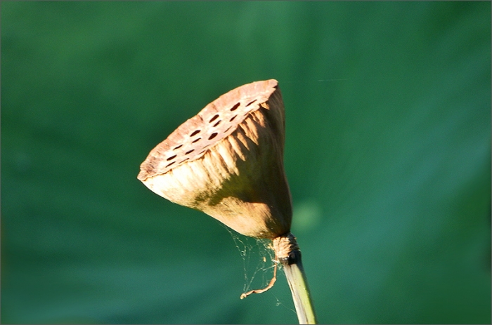 Samenkapsel der Lotusblume