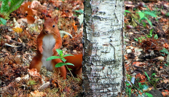 Eichhörnchen