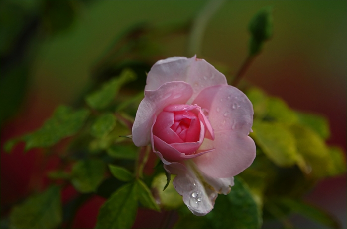 Rose mit Regentropfen