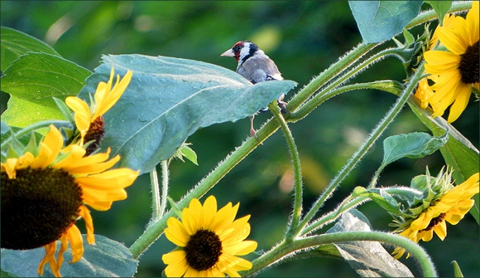 Stieglitz in Sonnenblumen