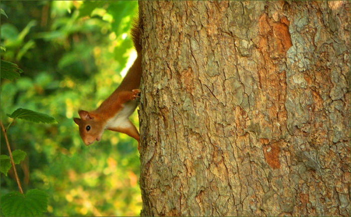 Eichhörnchen