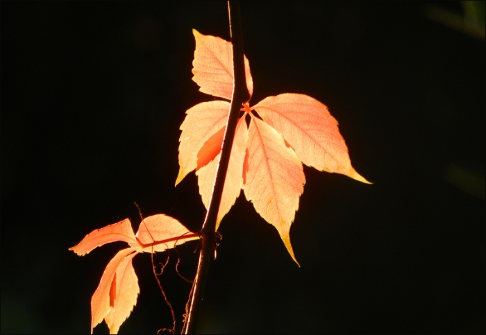 Weinblätter im Oktoberlicht