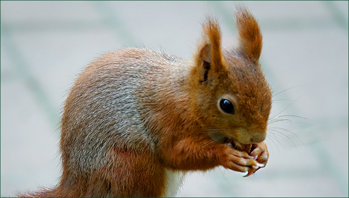 Eichhörnchen