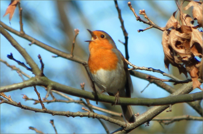 Singendes Rotkehlchen