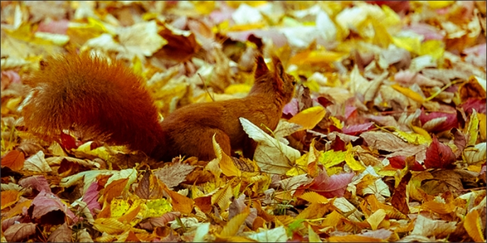 Eichhörnchen im Laub