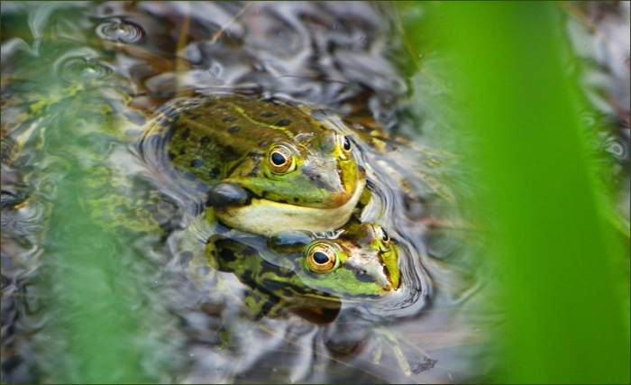 Froschpaarung