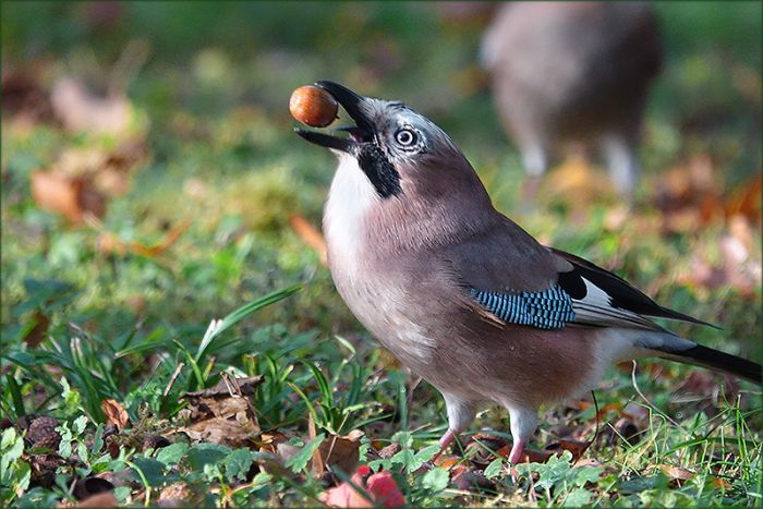 Eichelhäher mit einer Eichel