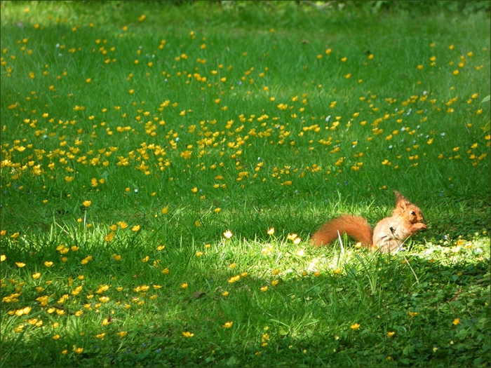 Eichhörnchen im Sonnenlicht