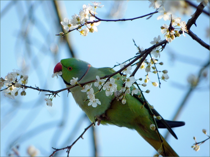 Papagei in Baumblüten